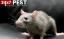 247 Rodent Pest Control Brisbane logo